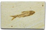 Bargain, Detailed Fossil Fish (Knightia) - Wyoming #330845-1